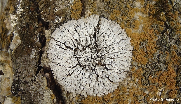 Lichen Physconia distorta
