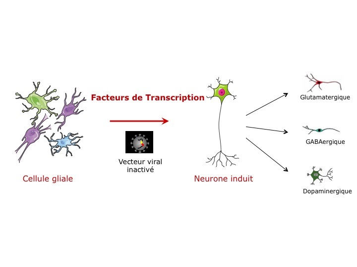 méthode de reprogrammation des cellules gliales en neurones glutamatergique ou GABAergique